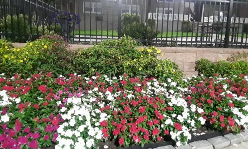 Flowers Night View.jpg