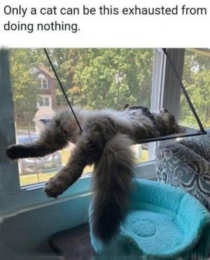 cattitude011322.jpg