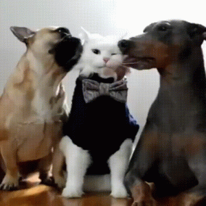 funny-animals-18.gif