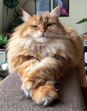 cattitude011622.jpg