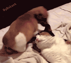 giphy (1).gif