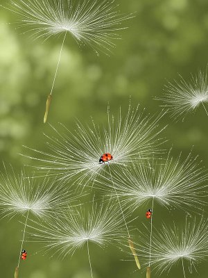 ladybug-veronica-minozzi.jpg