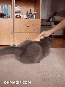 giphy.gif