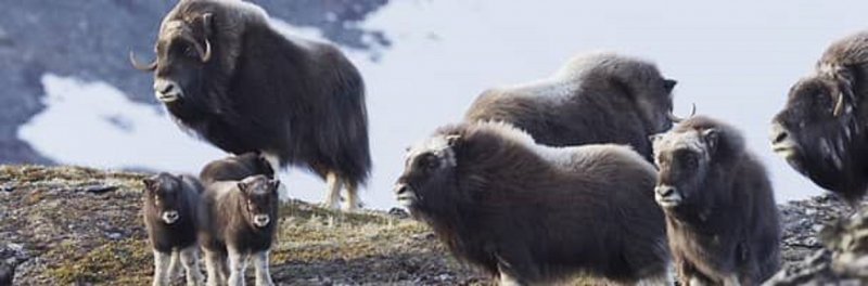 musk ox.jpg