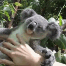 koala-love.gif