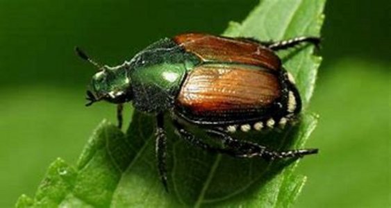 #21C Japanese beetles.jpg