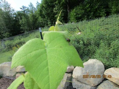 #21A Japanese beetles.JPG