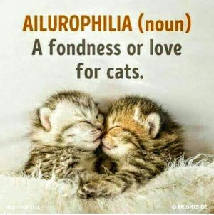 cattitude012022.jpg