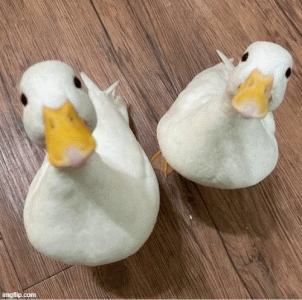 duck.gif