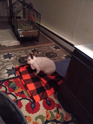 blanket.jpg
