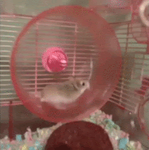 Hamster.gif