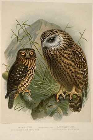 Keulemans,_John_Gerrard_1842-1912_-Morepork,_Spiloglaux_novae-zealandiae;_Laughing_owl,_Scelog...jpg