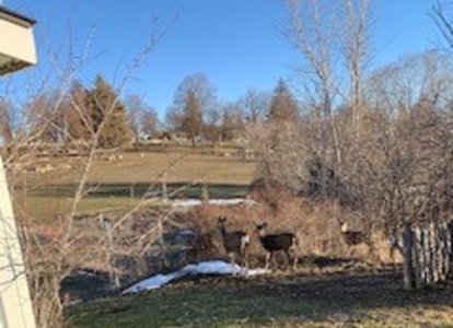 deer.jpg5.jpg