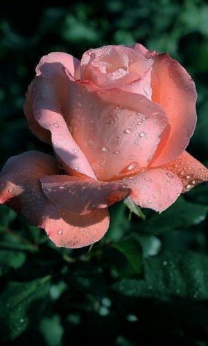 rose 4 fb sf pink.jpg