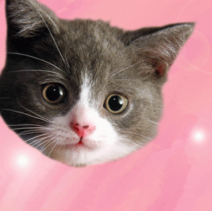 valentine-kitten.gif