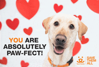 valentine.pawfect.gif