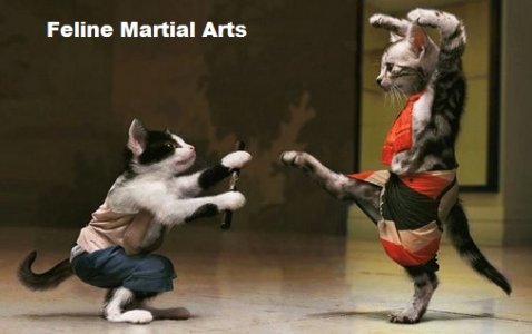 cat martial arts.jpg