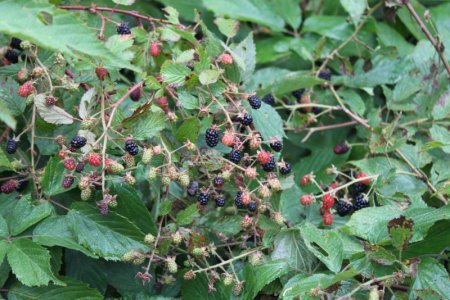 blackberries.JPG