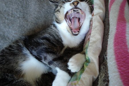 yawn1.JPG