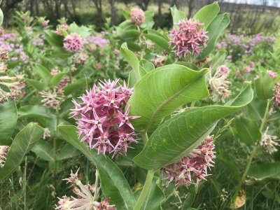monarchs012422.jpg
