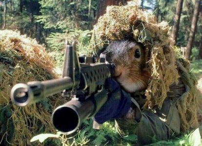 squirrel payback.jpg