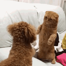 cat-dog.gif
