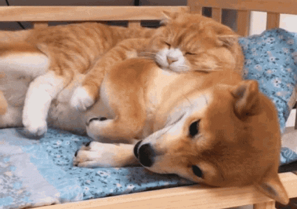 shiba-inu-cat.gif