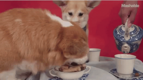 funny-animals-doggies.gif