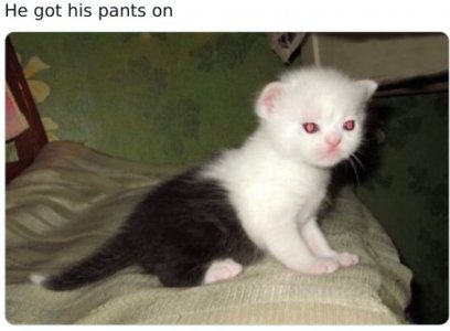 cat pants.jpg