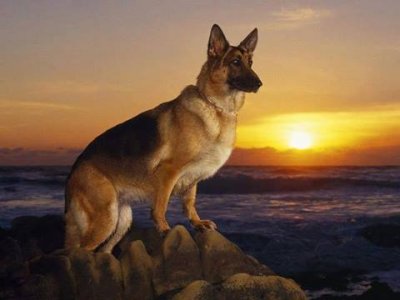 shep.jpg