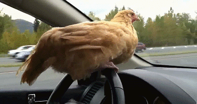 funny-gif-of-a-chicken-on-the-steering-wheel-of-a-car-that-is-driving.gif