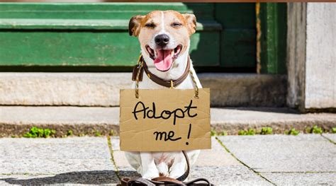 adopt.jpg