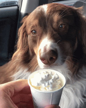giphy-downsized-large.gif