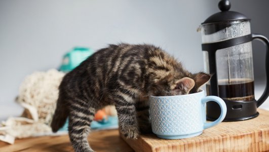 can-cats-drink-coffee-2.jpg