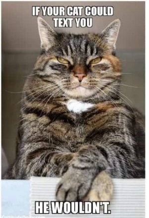 cat text.jpg