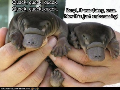 animal-capshunz-platypus-humor.jpg