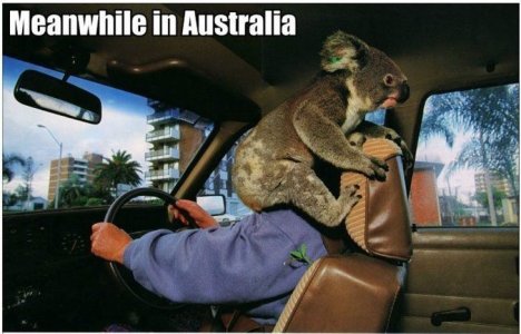 Funny-Crazy-Meme-Pictures-Meanwhile-In-Australia-4.jpg