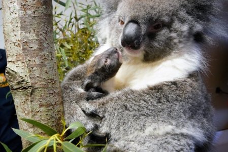 koala.jpg