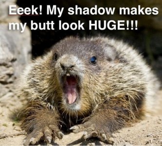 A Little Dose of Happy with Cute and Funny Groundhog Memes (Friday Frivolity) (1).jpeg