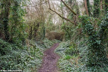dorset2.jpg