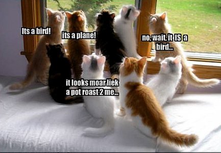 cat-funny-animal-humor-20043046-717-497.jpg