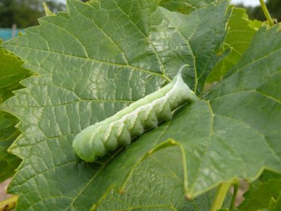 #23B hornworms.jpg