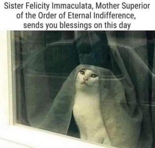 cattitude020322.jpg