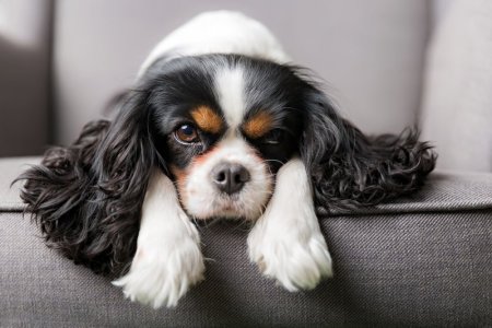 king charles spaniels.jpg