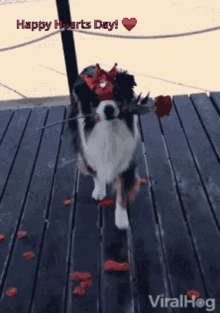 valentines-dog.gif