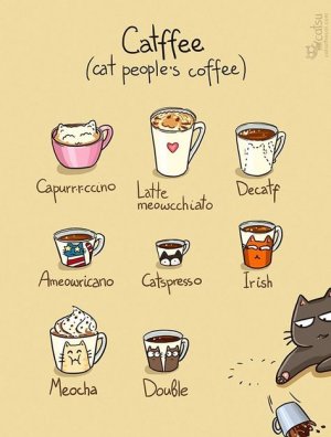 4aa76889c98aa390c49831f5ae2be265--cat-breeds-cat-people.jpg