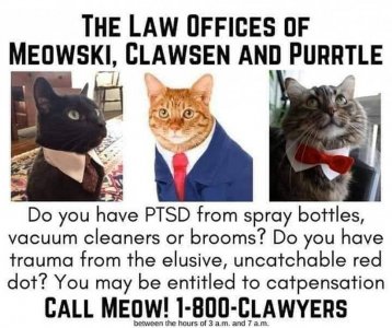 cattitude020622.jpg
