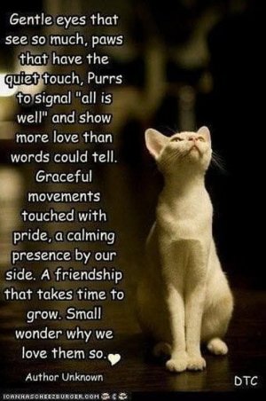 cattitude020722.jpg