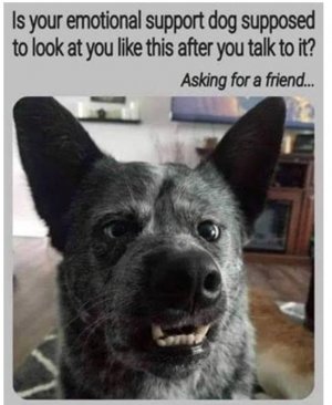 dog support.jpg