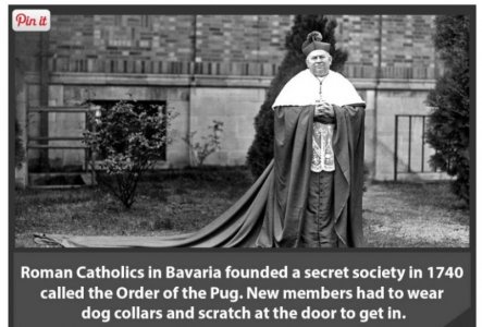 Pug order.jpg